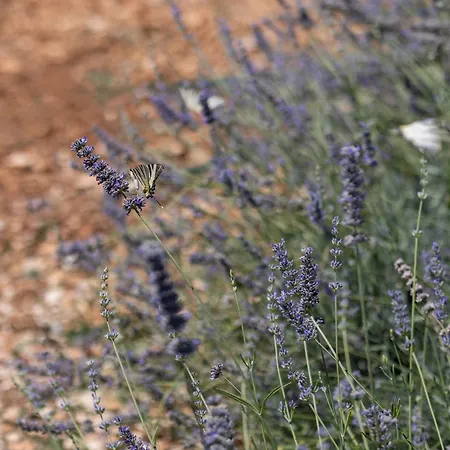 Villa Brachia *