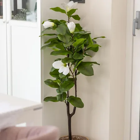 Brachia *